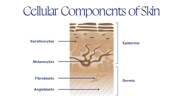 Cellular Components of Skin